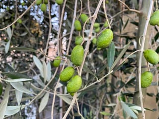 Olea europaea 'J5' olive branches with clusters of unripe green fruit and slender silvery-green leaves hanging from thin pale stems.