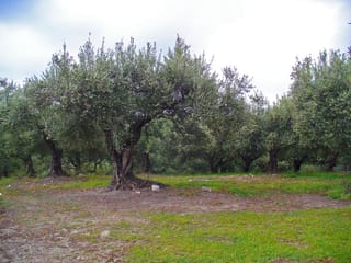 Olea europaea 'J5' olive grove with mature trees, gnarled trunks and silvery-green foliage, growing over grass and bare soil under a cloudy sky.
