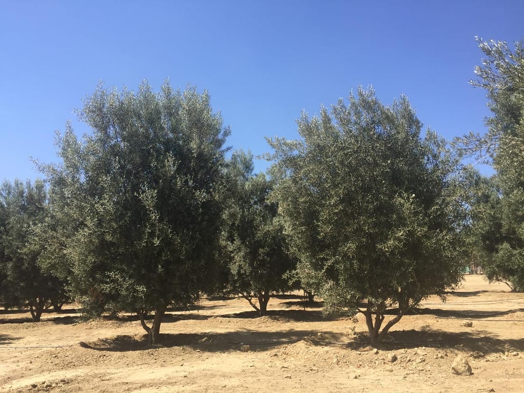 Olea europaea 'J5' olive trees with rounded, silvery-green canopies and short multi-stemmed trunks, growing in bare dry soil under a clear blue sky.