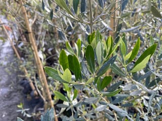 Olea europaea 'Koroneiki' olive foliage, with narrow green leaves silvery underneath on slender stems, growing in nursery pots beside bamboo stakes.