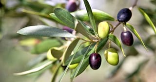 Olea europaea 'Koroneiki' olive branch with narrow grey-green leaves and small fruit ripening from light green to deep purple-black.