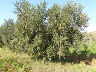 Olea europaea 'Koroneiki' olive tree with dense grey-green foliage and small fruit among the branches, growing in a grassy grove under blue sky.