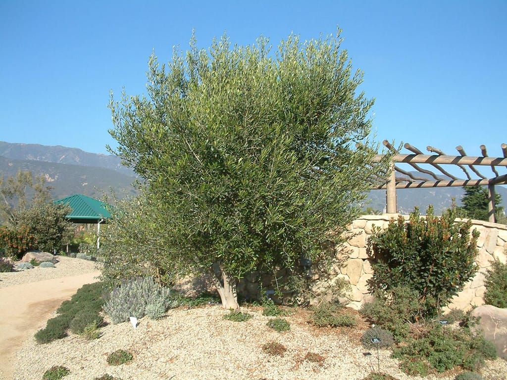 Olive 'Koroneiki' (Olea europaea), a multi-stemmed tree with dense grey-green foliage, growing in a gravel garden beside a stone wall and timber pergola.