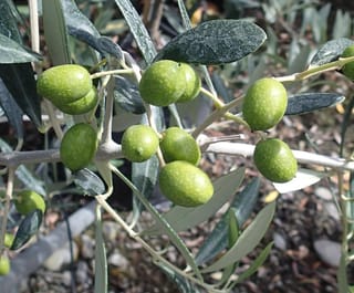 Olea europaea 'Leccino' olive branch with clusters of plump green unripe olives among narrow grey-green leaves, above mulched soil.