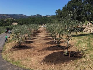 Young Olea europaea 'Leccino' olive trees in two rows on mulched mounds along a driveway, with workers and hills behind.