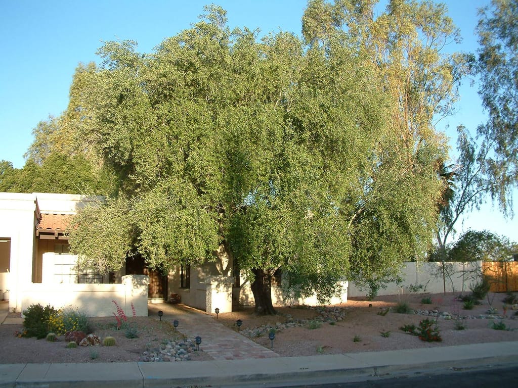 Olea europaea 'Leccino' olive tree with a broad, spreading canopy of grey-green foliage, growing in a gravel front garden beside a white stucco house.