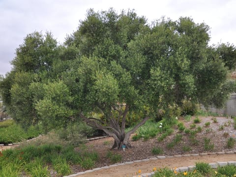 Olive 'Manzanillo'