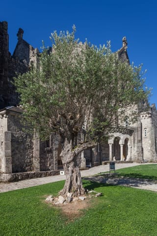 Olea europaea (olive) tree with a gnarled, twisted trunk and silvery-green foliage, growing on a lawn in front of an old stone building.