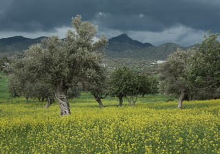 Olea europaea (olive) trees with twisted trunks and silvery-green foliage stand in a meadow of yellow wildflowers, with hills and stormy skies behind.