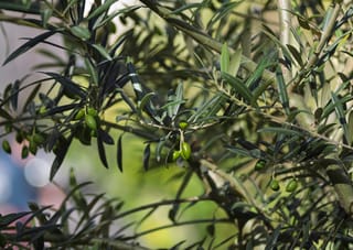 Olea europaea (olive) branches with narrow grey-green leaves and clusters of small, unripe green olives hanging among the foliage.