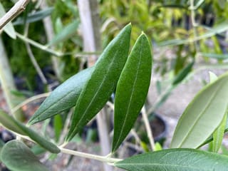 Close-up of narrow, dark green leaves of Olea europaea 'Picual' olive, with paler silvery undersides, on a slender stem in a nursery.