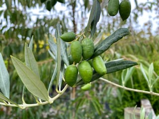 Olea europaea 'Picual' olive branch with a cluster of plump green unripe olives and narrow grey-green leaves, against a blurred nursery background.