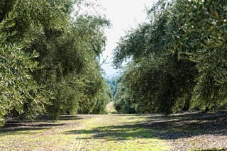 Olea europaea 'Picual' olive trees in an orchard, with grey-green foliage arching over a grassy lane between two rows.