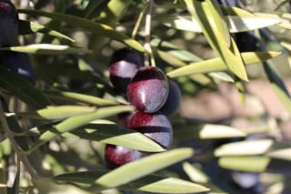 Olea europaea 'Picual' olive, with a cluster of glossy dark purple ripe olives hanging among narrow grey-green leaves in sunlight.