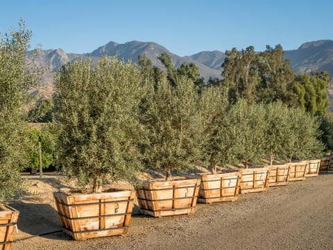 Olive 'Picual'