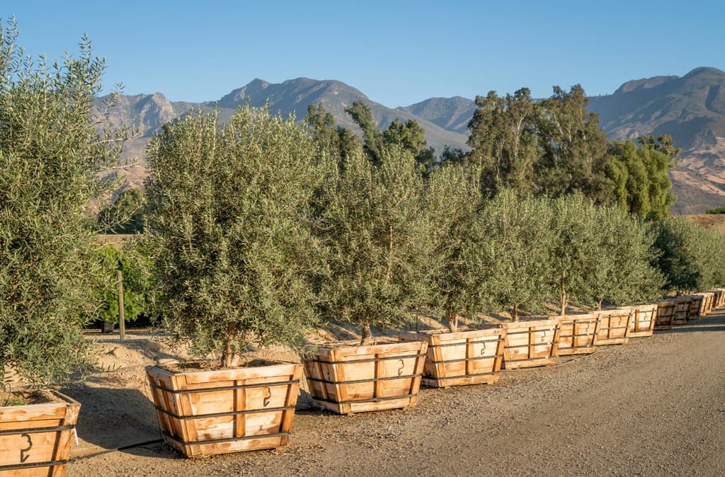 Olea europaea 'Picual' olive trees with grey-green foliage growing in a row of wooden crates along a gravel track, with mountains behind.