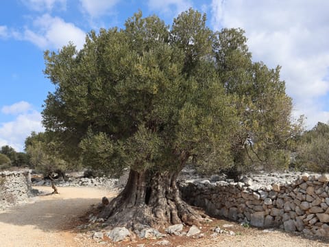Olea europaea