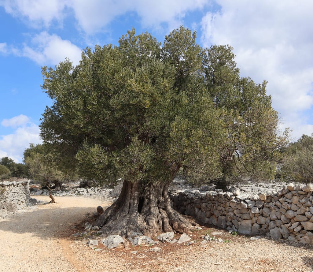 Olea europaea (olive) with a thick, gnarled trunk and dense grey-green rounded canopy, beside a dry stone wall and gravel path.