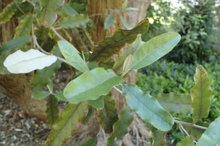 Olearia albida (tanguru) branch with oval, wavy-edged green leaves, one turned to show its pale whitish underside, in front of a trunk and garden shrubs.