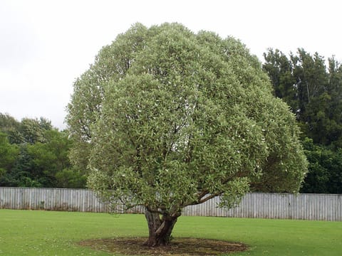 Olearia albida