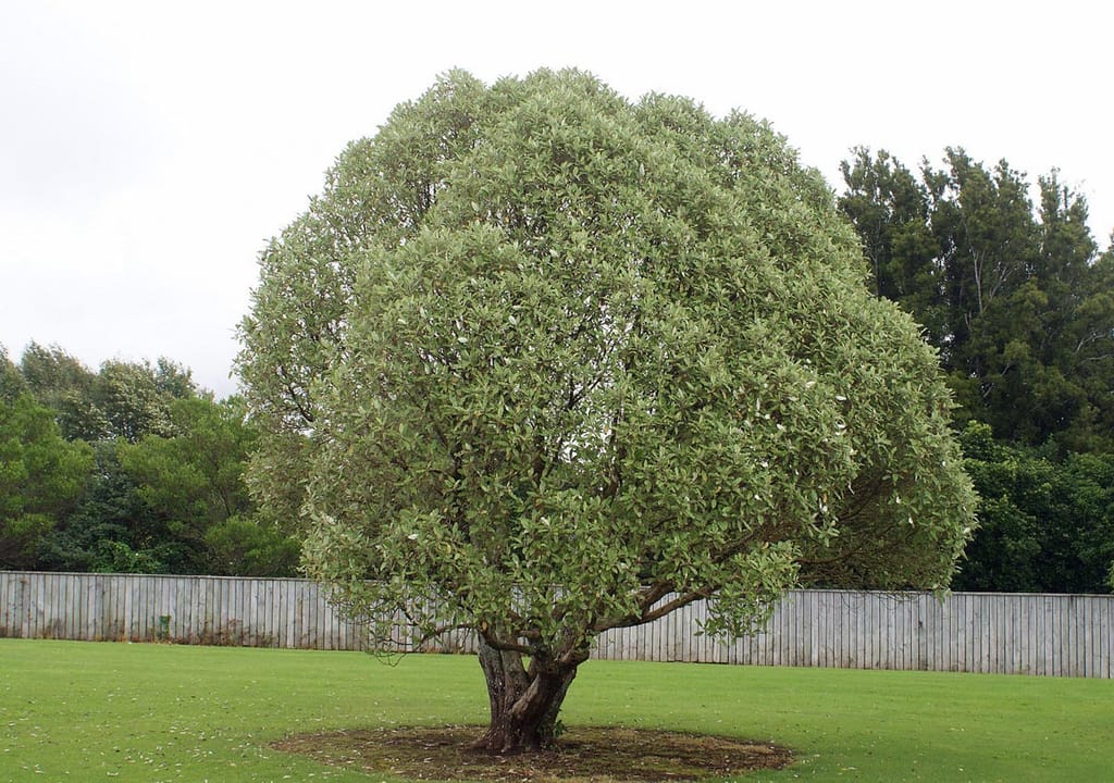 Olearia albida (tanguru) growing as a rounded, multi-stemmed tree with dense grey-green foliage, standing on a lawn in front of a wooden fence.