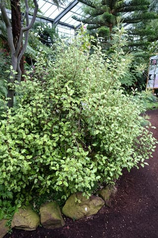 Olearia paniculata (akiraho), a dense shrub with lemon-green wavy-edged leaves, growing beside mossy rocks in a glasshouse garden.