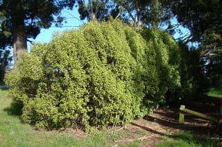 Olearia paniculata (akiraho), a dense, rounded shrub with lemon-green foliage, growing beside a wooden fence under tall trees on grass.