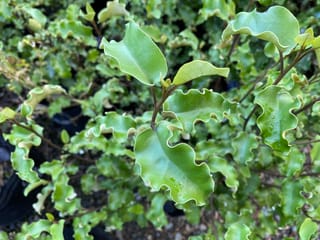 Olearia paniculata (akiraho) foliage close-up, showing light green, wavy-edged leaves on dark stems, with a few water droplets on the leaf surfaces.