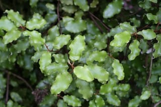 Olearia paniculata (akiraho) foliage close-up, showing glossy yellow-green oval leaves with wavy margins on thin dark brown stems.