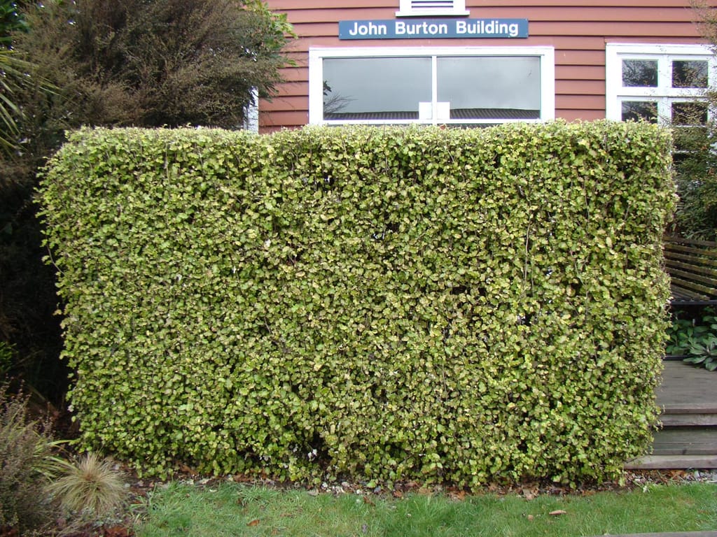 Olearia paniculata (akiraho) clipped into a dense, flat-topped hedge of small lemon-green leaves, growing on a lawn in front of a red-painted building.