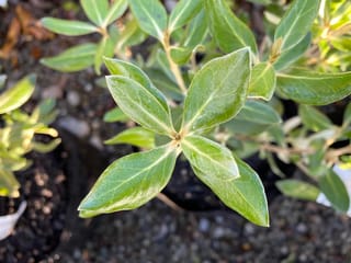Olearia traversiorum (Hakapiri) foliage from above, showing glossy green oval leaves with pale veins in opposite pairs on a young potted plant.