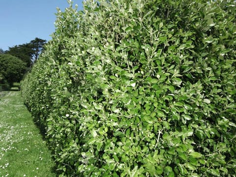 Olearia traversiorum