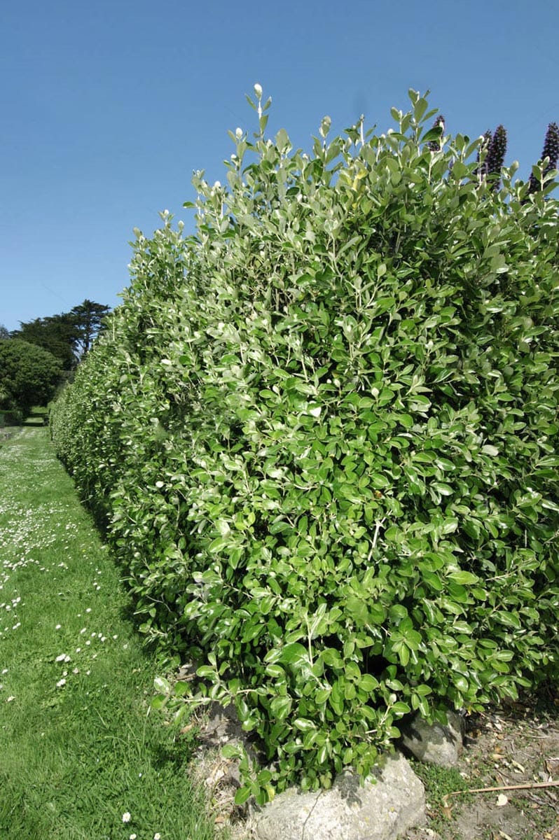 Olearia traversiorum (Hakapiri) as a dense, tall hedge of glossy green leaves with silvery new growth, beside a grassy path under clear blue sky.