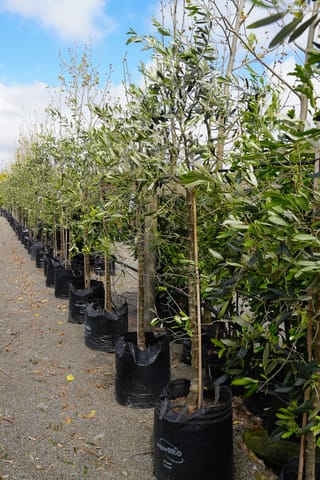 Olive 'Barnea' (Olea europaea) trees in black planter bags, staked in a long row along a gravel path, with slim silvery-green leaves.