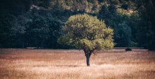Olive 'Barnea' (Olive) tree with a rounded green canopy and single dark trunk, standing alone in a golden grass field before dense forest.