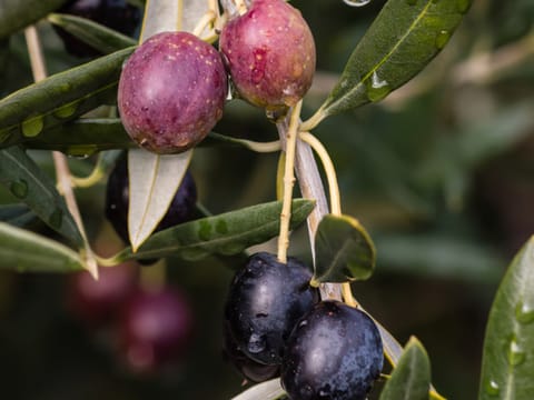 Olive 'Barnea'