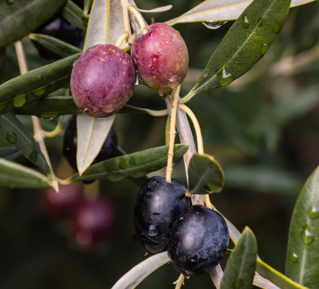 Olea europaea 'Barnea' olive branch with ripening reddish-purple and ripe black fruit among narrow grey-green leaves beaded with water droplets.