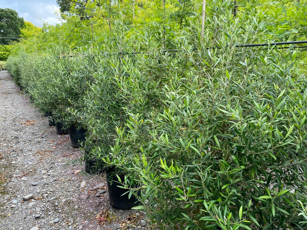 Olea europaea 'El Greco' olive in black planter bags, a row of dense, bushy plants with narrow grey-green leaves along a gravel path.