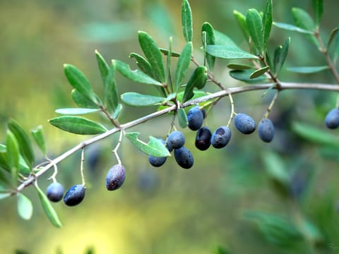 Olive 'J2'