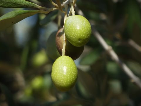 Olive 'Mission'