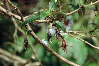 Fuchsia excorticata (kōtukutuku) branch with pendulous dark red and purple flowers hanging beneath green oval leaves against a blurred green background.