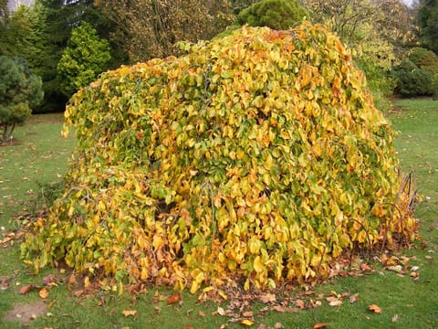Parrotia persica 'Pendula'