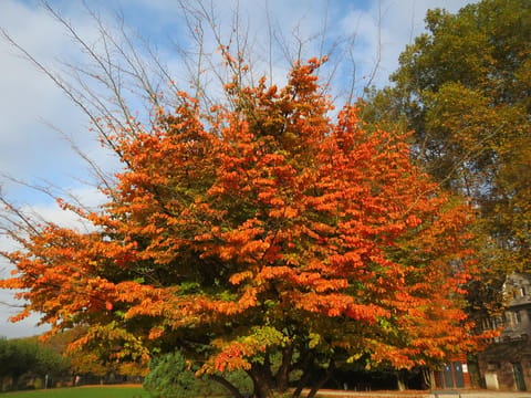 Parrotia persica