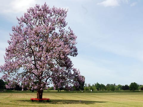 Paulownia tomentosa
