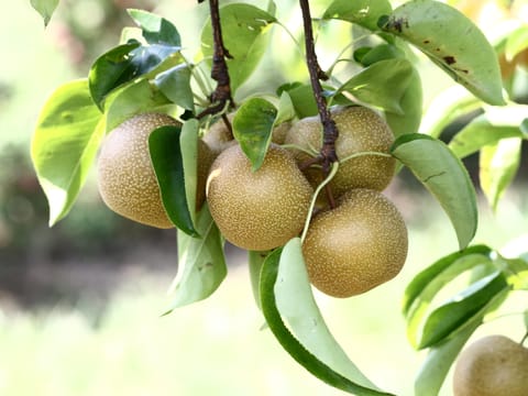 Pear 'Hosui'