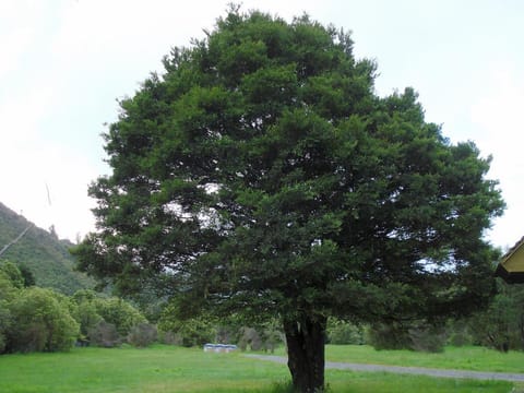 Prumnopitys ferruginea