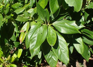 Avocado 'Bacon' (Persea americana) foliage, showing glossy green, oval leaves with prominent veins clustered on branches in dappled sunlight.