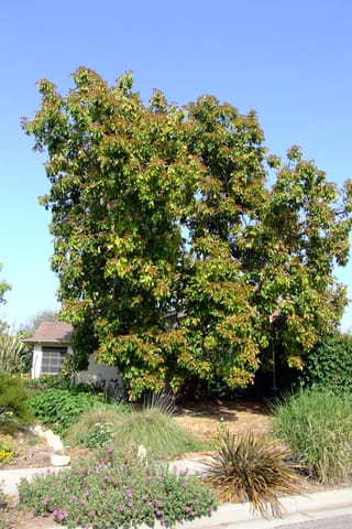 Mature Avocado 'Bacon' (Persea americana) tree with a broad, dense canopy of green and bronze new foliage, growing in a front garden beside a house.