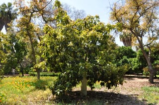 Avocado 'Bacon' (Persea americana) tree with a pale trunk and dense green and yellow-tinged foliage, growing in a sunny orchard garden.