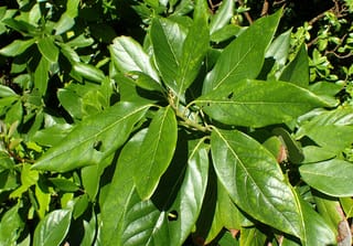 Persea americana 'Hass' avocado foliage, a rosette of glossy dark green leaves with pale veins, a few small holes and brown edges, in sunlight.